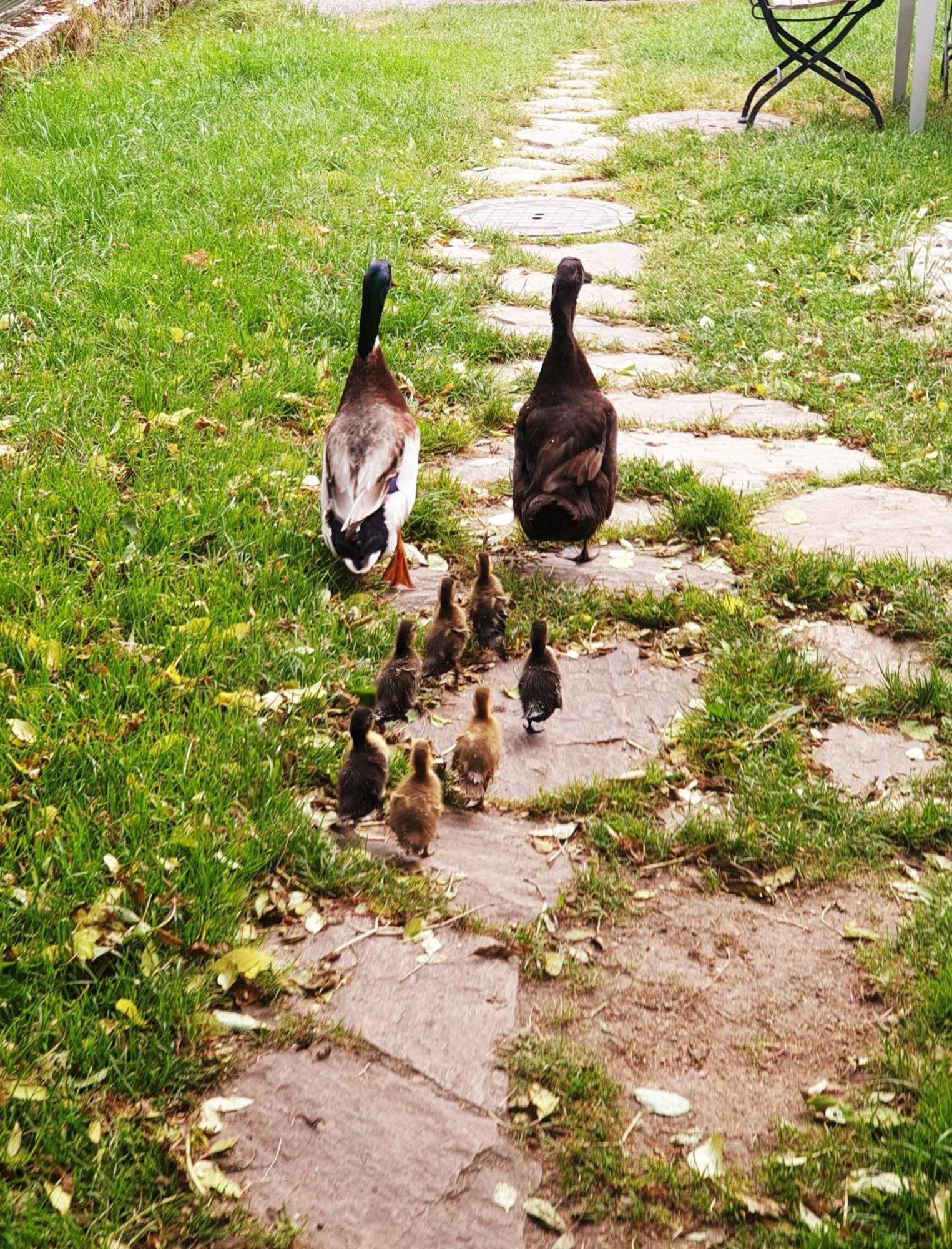Agroturismo Alm In Schöllbüchl Sankt Martin (Gmund)